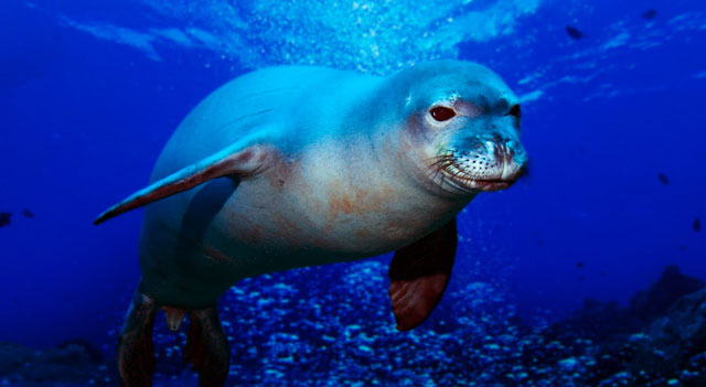 mediterranean-monk-seal